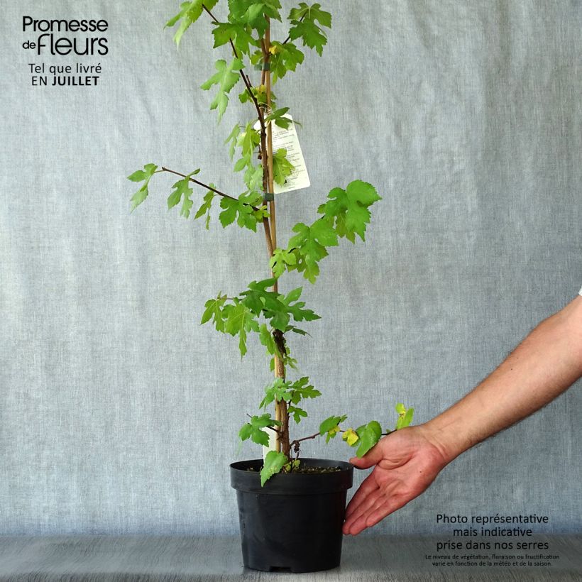 Exemplar von Morus nigra - Schwarzer Maulbeerbaum Topf mit 1,5L/2L wie im Sommer geliefert