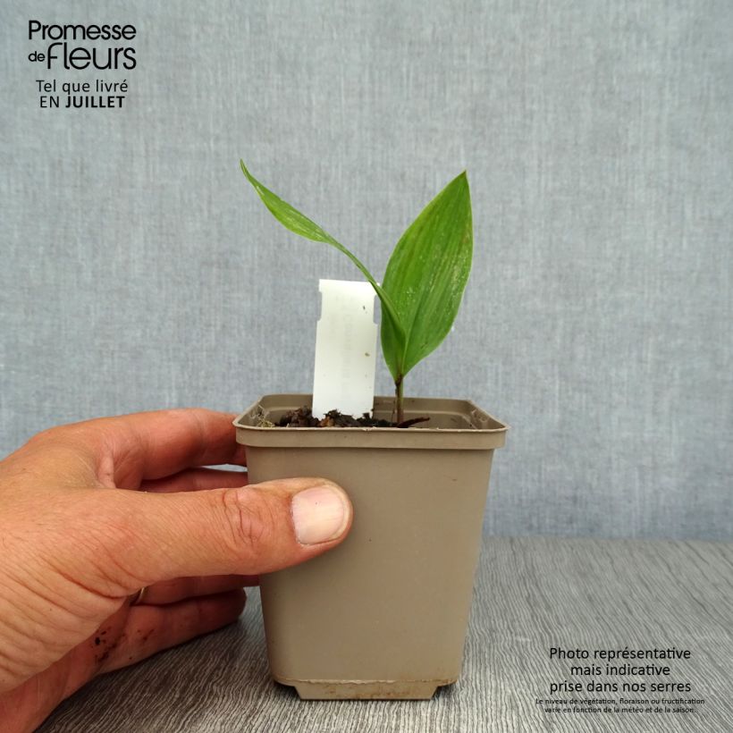 Exemplar von Convallaria majalis - Maiglöckchen Kleine Töpfe von 8/9 cm wie im Sommer geliefert