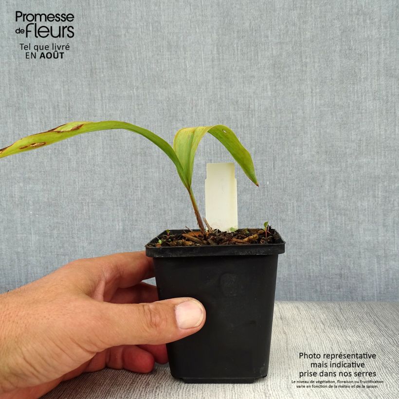 Exemplar von Convallaria majalis Rosea - Maiglöckchen Kleine Töpfe von 8/9 cm wie im Sommer geliefert