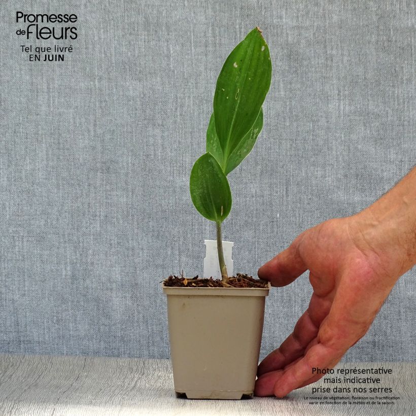 Exemplar von Convallaria majalis Doreen - Maiglöckchen Kleine Töpfe von 8/9 cm wie im Sommer geliefert