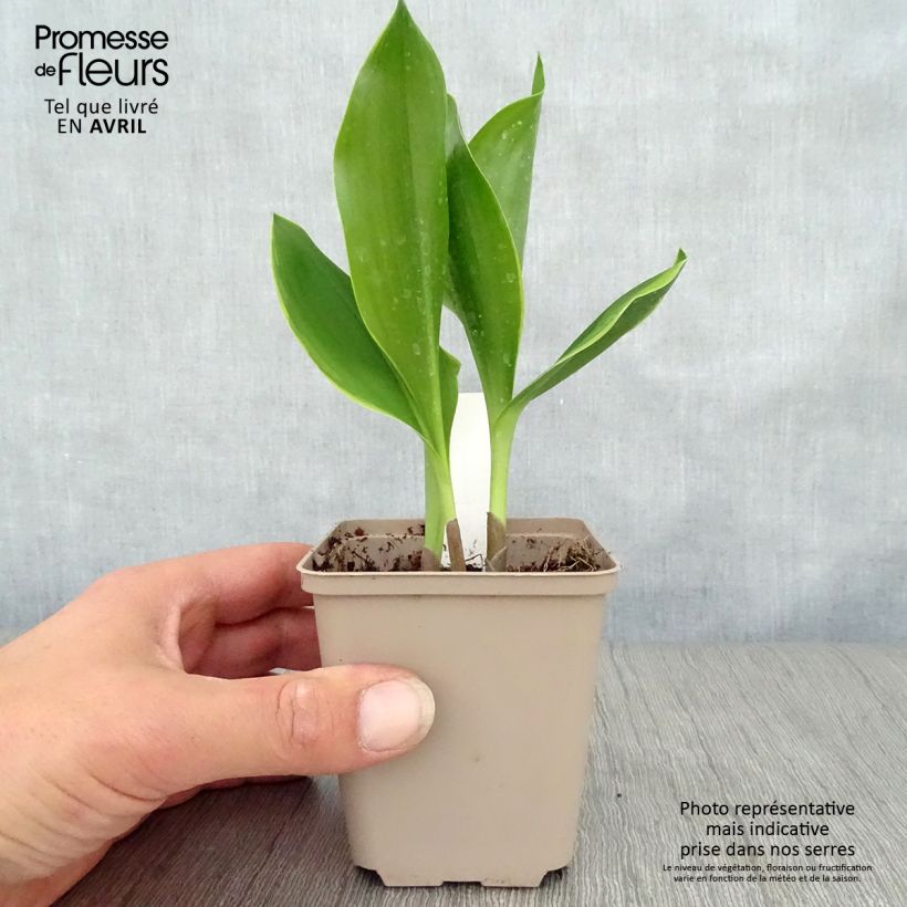 Exemplar von Convallaria majalis Bridal Choice - Maiglöckchen Kleine Töpfe von 8/9 cm wie im Frühjahr geliefert