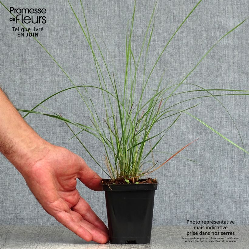 Exemplar von Muhlenbergia capillaris - Rosa Haargras Kleine Töpfe von 8/9 cm wie im Sommer geliefert