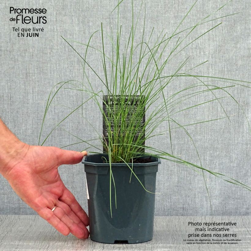 Exemplar von Muhlenbergia capillaris - Rosa Haargras Topf mit 2L/3L wie im Sommer geliefert