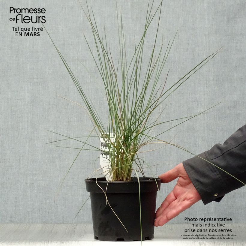 Exemplar von Muhlenbergia capillaris - Rosa Haargras Topf mit 2L/3L wie im Frühjahr geliefert