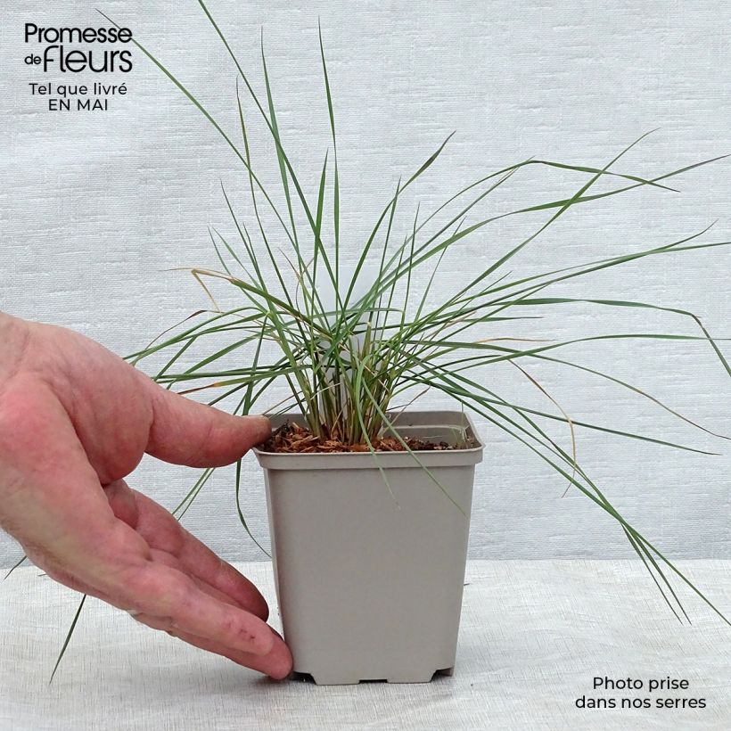 Exemplar von Muhlenbergia capillaris - Rosa Haargras Kleine Töpfe von 8/9 cm wie im Frühjahr geliefert