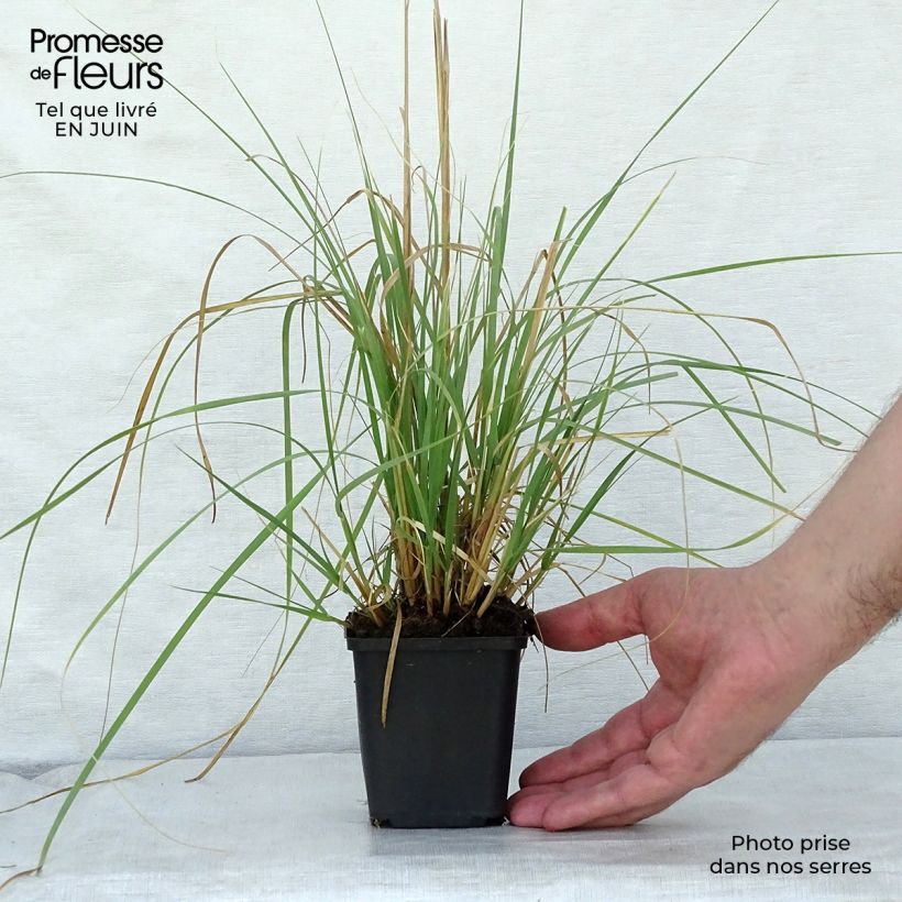Exemplar von Muhlenbergia rigens - Amerikanisches Hirschgras Kleine Töpfe von 8/9 cm wie im Sommer geliefert