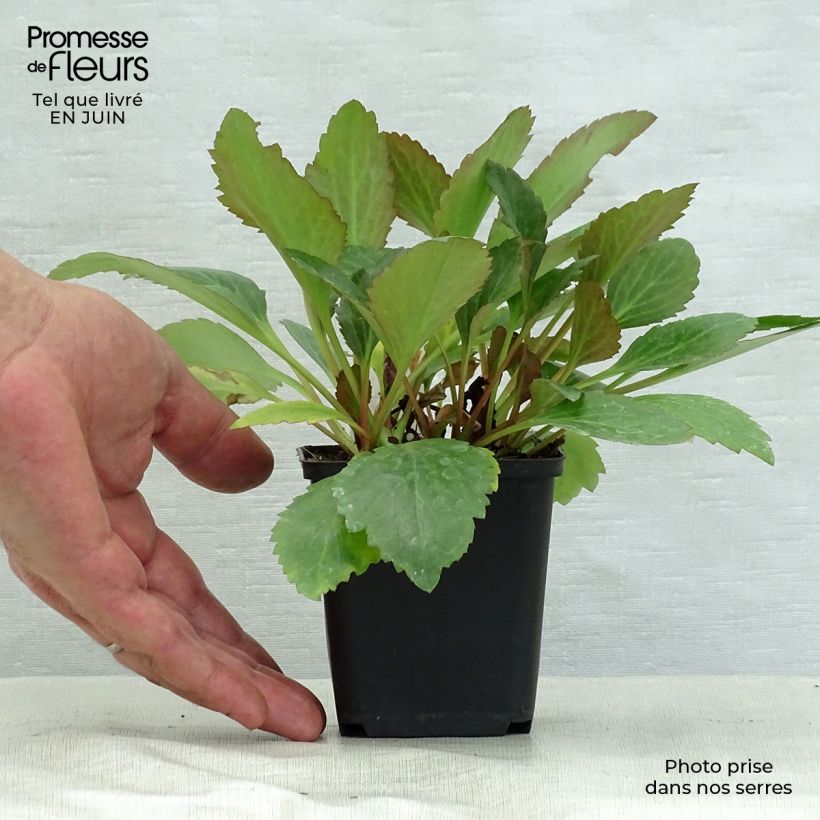 Exemplar von Mukgenia Nova Flame - Hybrid-Ahornblatt Kleine Töpfe von 8/9 cm wie im Sommer geliefert