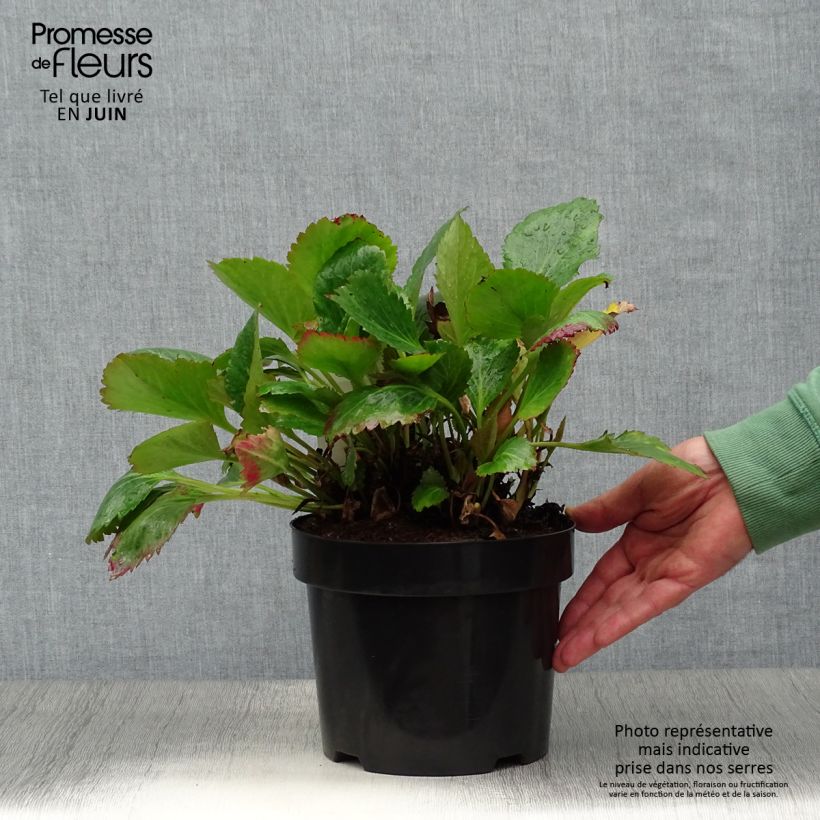 Exemplar von Mukgenia Nova Flame - Hybrid-Ahornblatt Topf mit 3L/4L wie im Sommer geliefert