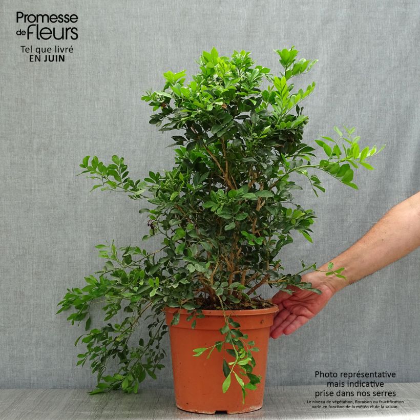 Exemplar von Murraya paniculata - Orangenraute Topf mit 3L/4L wie im Sommer geliefert