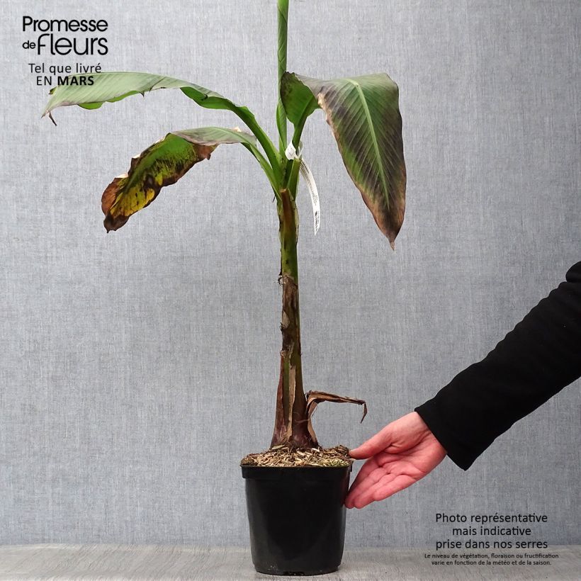 Exemplar von Bananenpflanze Dajiao - Musa Topf mit 4L/5LGelieferte Höhe ca. 80/90cm wie im Frühjahr geliefert