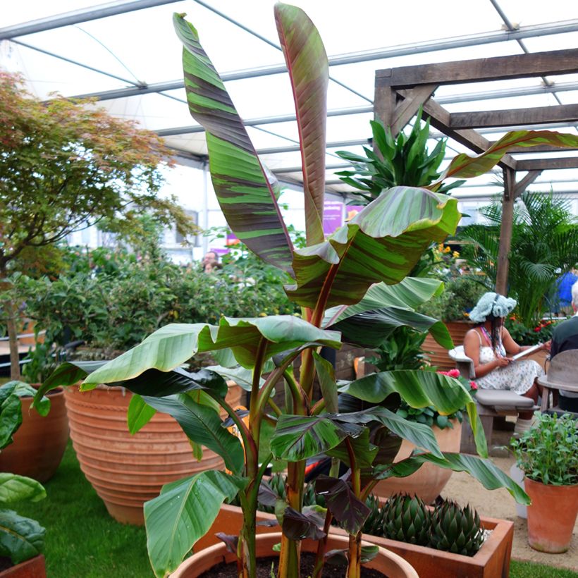 Bananenpflanze Ever Red - Musa sikkimensis (Hafen)