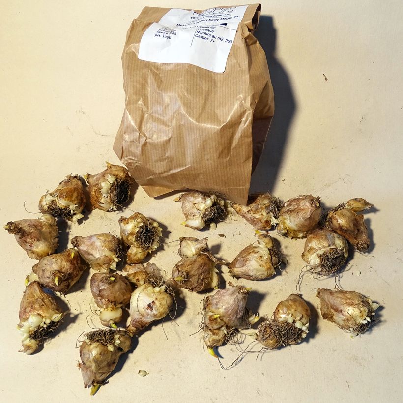 Beispiel eines Exemplars von Muscari aucheri Early Magic Zwiebel Kaliber/Größe 7+ wie geliefert