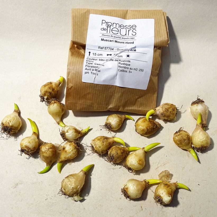 Beispiel eines Exemplars von Muscari aucheri Mount Hood Zwiebel Kaliber/Größe 5+ wie geliefert