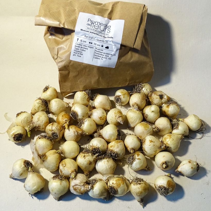 Beispiel eines Exemplars von Muscari armeniacum Big Smile Zwiebel Kaliber/Größe 8+ wie geliefert