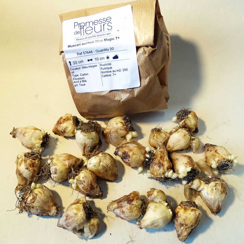 Beispiel eines Exemplars von Muscari aucheri Blue Magic Zwiebel Kaliber/Größe 7+ wie geliefert