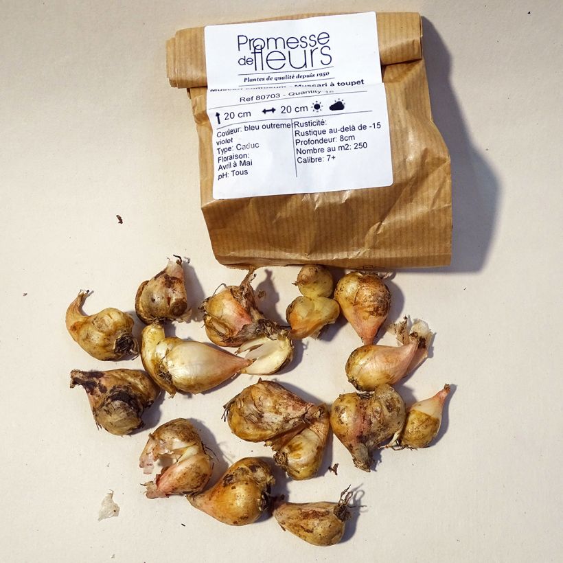 Beispiel eines Exemplars von Muscari comosum - Schopfige Traubenhyazinthe Zwiebel Kaliber/Größe 5+ wie geliefert