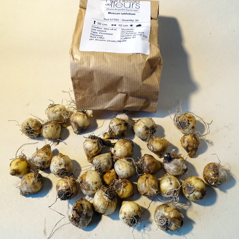 Beispiel eines Exemplars von Muscari latifolium - Breitblättrige Traubenhyazinthe Zwiebel Kaliber/Größe 6+ wie geliefert