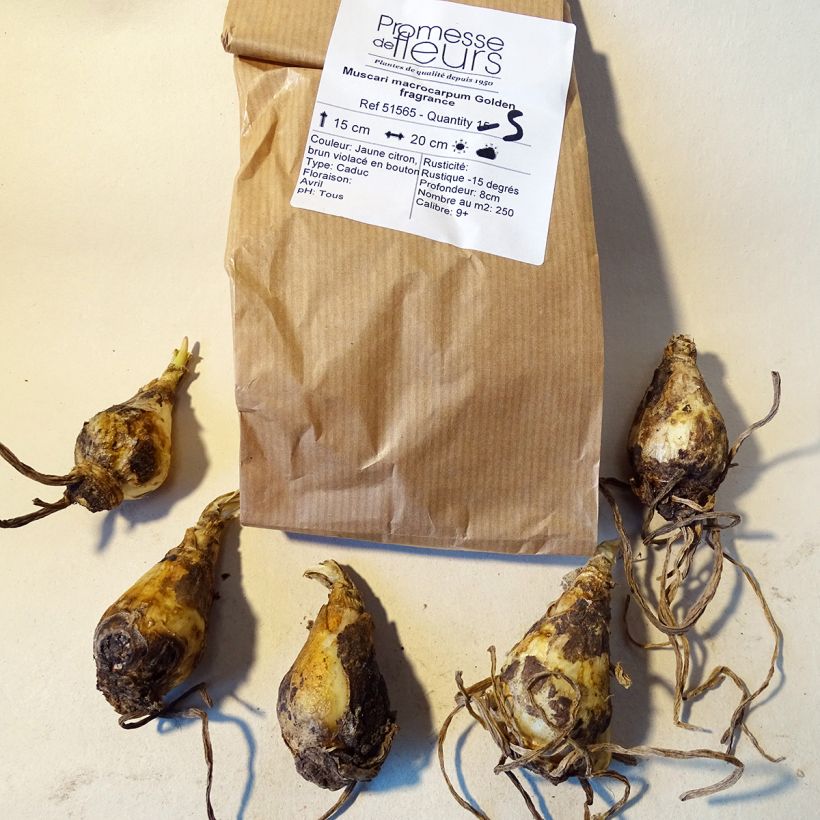 Beispiel eines Exemplars von Muscari macrocarpum Golden fragrance - Großfrüchtige Traubenhyazinthe Zwiebel Kaliber/Größe 9+ wie geliefert