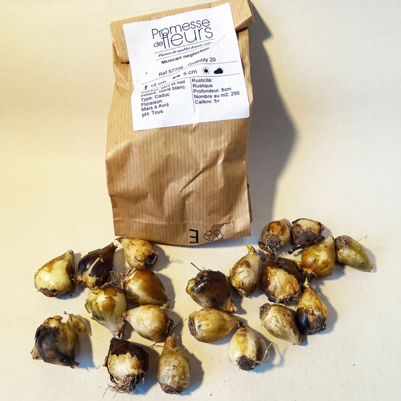 Beispiel eines Exemplars von Muscari neglectum - Weinbergs-Traubenhyazinthe Zwiebel Kaliber/Größe 5+ wie geliefert