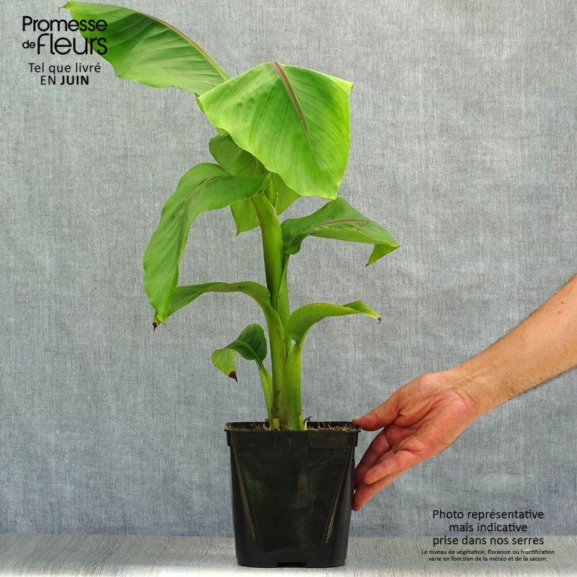 Exemplar von Musella lasiocarpa - Goldene Lotus Banane Topf mit 2L/3L wie im Sommer geliefert