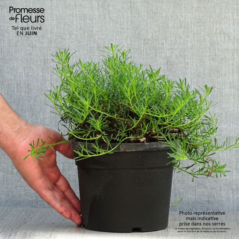 Exemplar von Myoporum parvifolium Fleurs roses - Myoporie Topf mit 3L/4L wie im Sommer geliefert