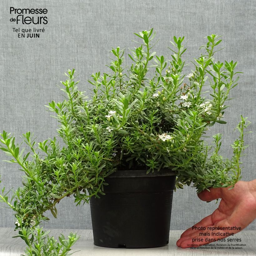 Exemplar von Myoporum parvifolium White - Myoporie Topf mit 3L/4L wie im Sommer geliefert