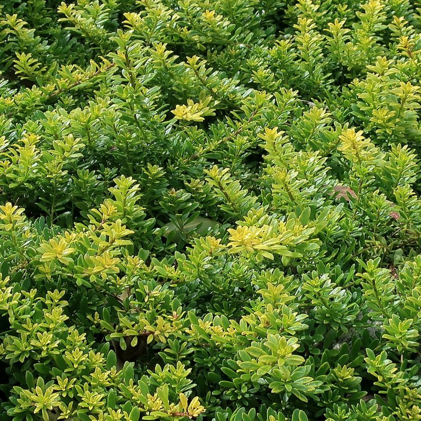 Myoporum parvifolium Fleurs roses - Myoporie (Laub)