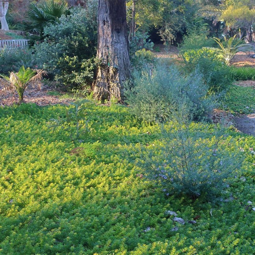 Myoporum parvifolium Fleurs roses - Myoporie (Hafen)
