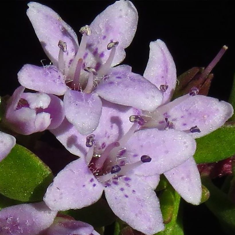 Myoporum parvifolium Fleurs roses - Myoporie (Blüte)
