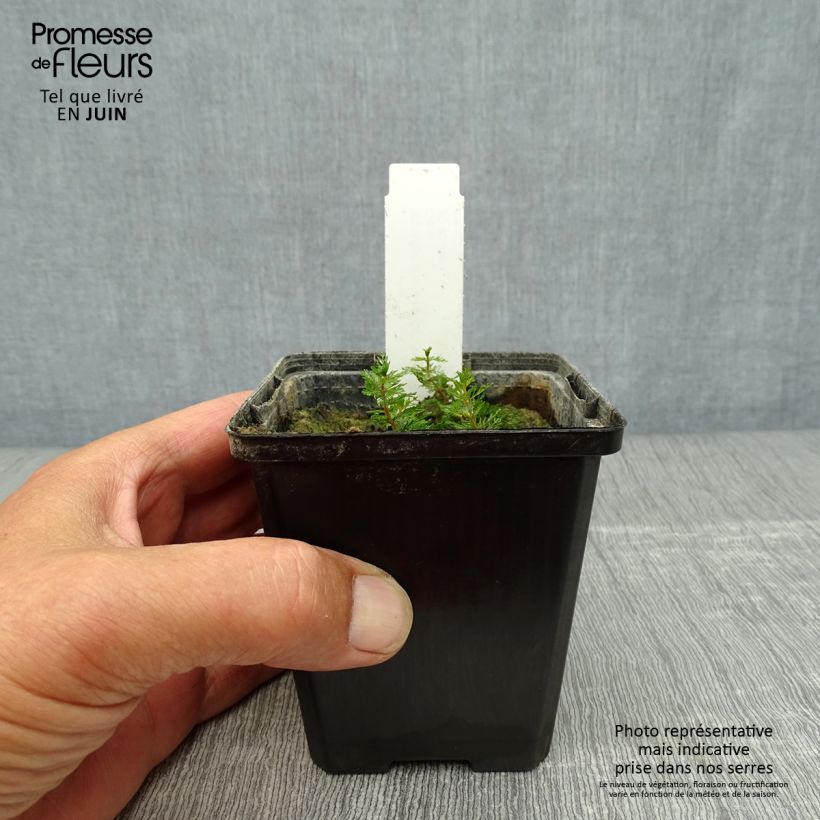 Exemplar von Myriophyllum spicatum - Ährenblütiges Tausendblatt Kleine Töpfe von 8/9 cm wie im Sommer geliefert