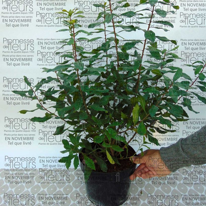 Beispiel eines Exemplars von Myrica pensylvanica - Nördlicher Gagelstrauch Topf mit 3L/4L wie geliefert