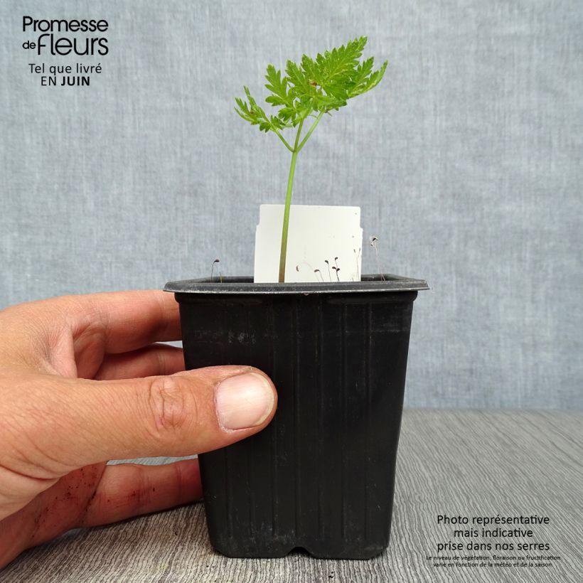 Exemplar von Süßdolde - Myrrhis odorata Kleine Töpfe von 8/9 cm wie im Sommer geliefert