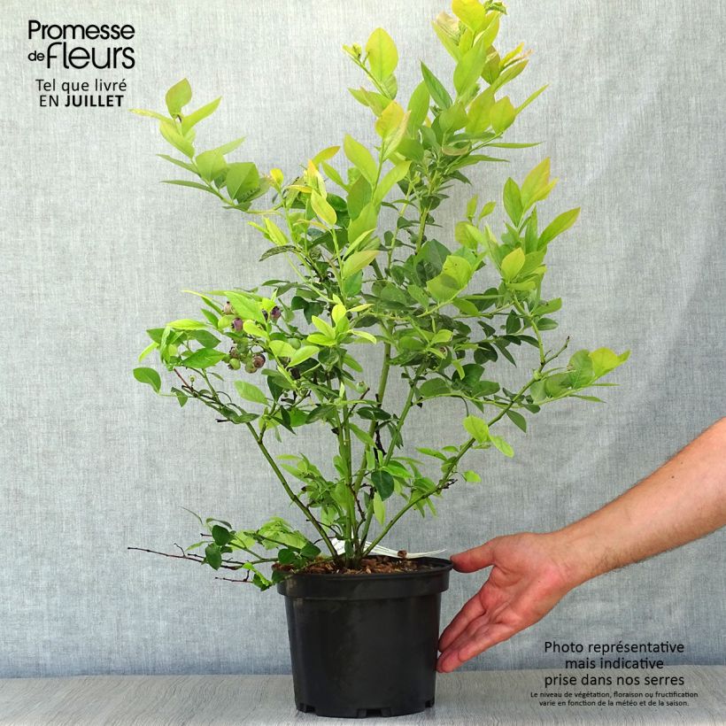 Exemplar von Amerikanische Blaubeere Jersey - Vaccinium corymbosum Topf mit 4L/5L wie im Sommer geliefert