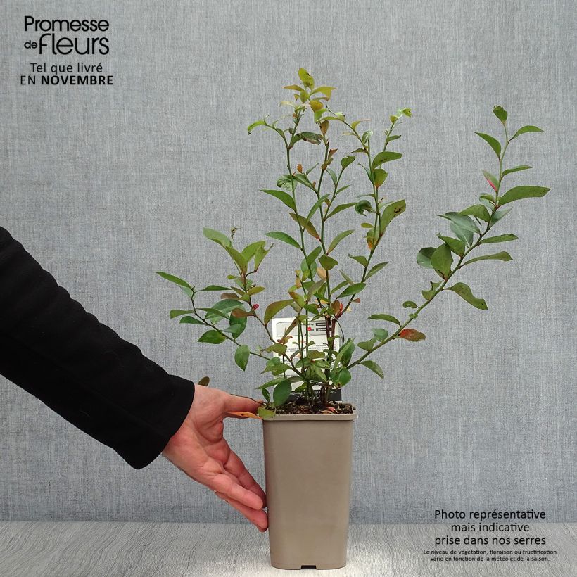 Exemplar von Heidelbeere Powder Blue - Vaccinium Topf mit 1,5L/2L, Strauch wie im Herbst geliefert