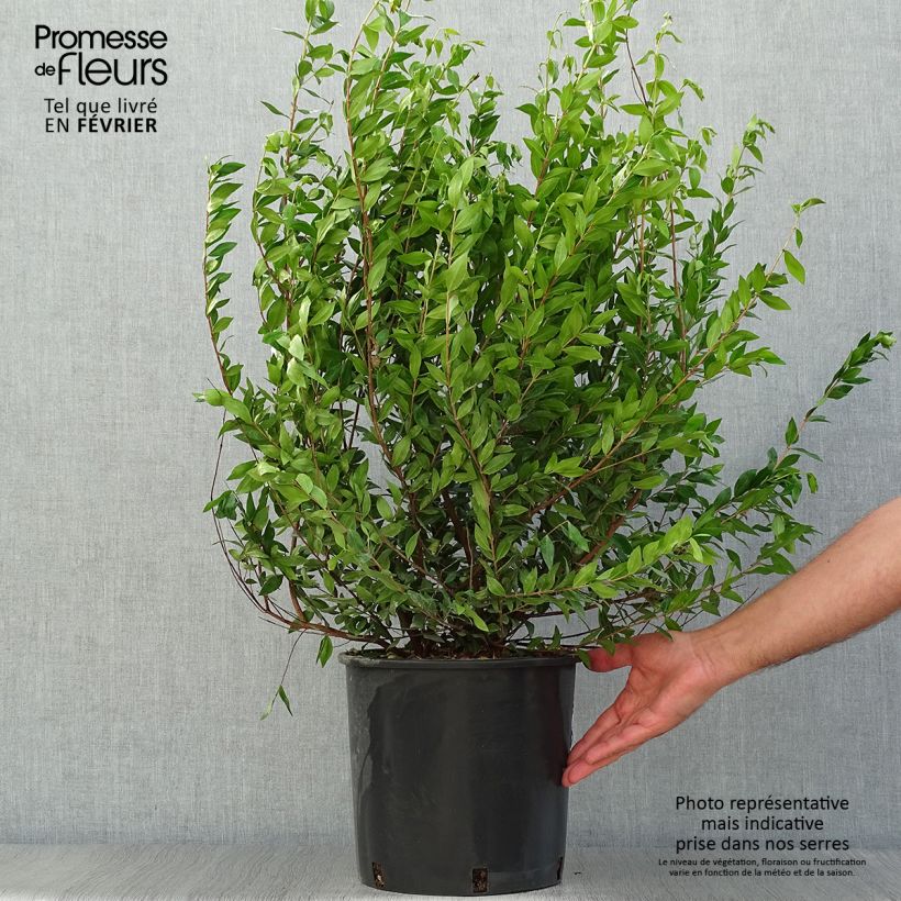 Exemplar von Myrtus communis Topf mit 7,5L/10L wie im Herbst geliefert