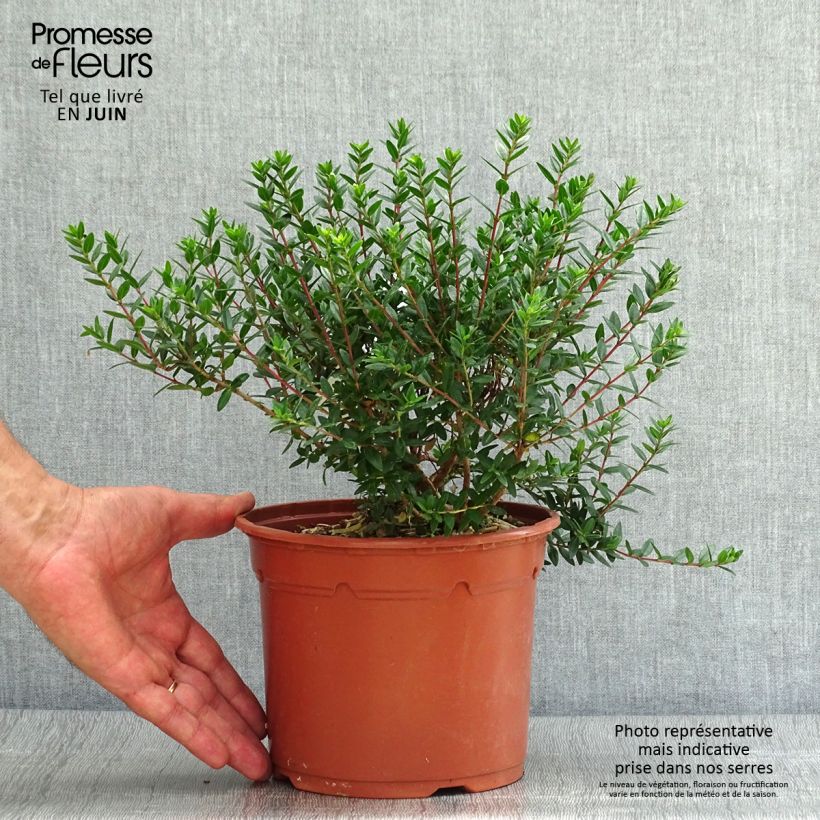 Exemplar von Myrtus communis subsp.tarentina Topf mit 2L/3L wie im Sommer geliefert