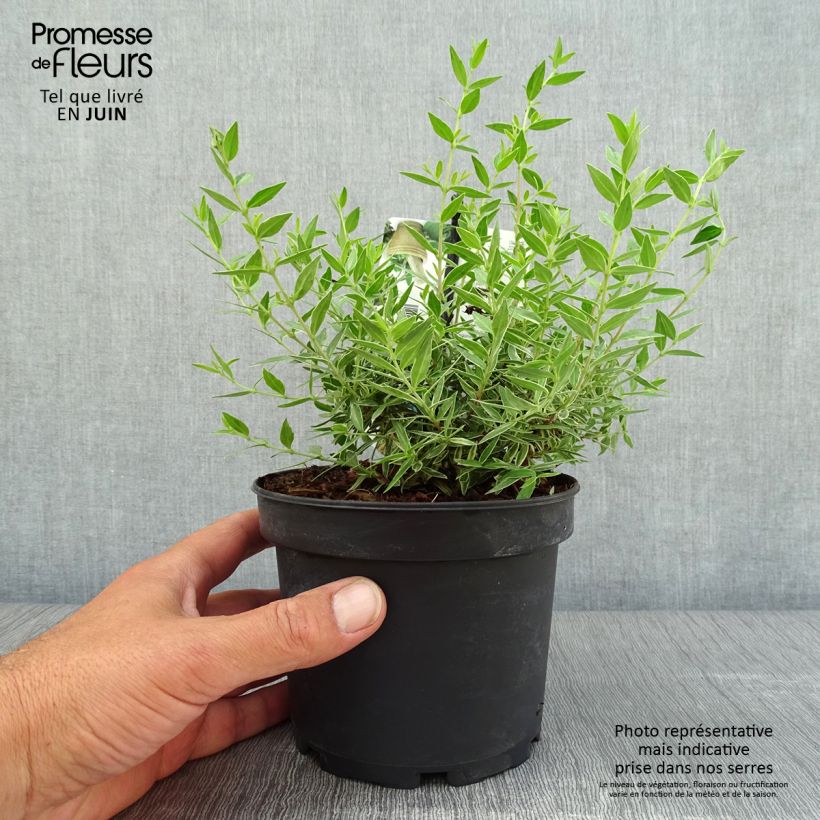 Exemplar von Myrtus communis Variegata Topf mit 1,5L/2L wie im Sommer geliefert