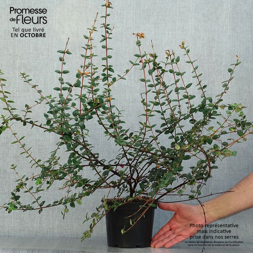 Exemplar von Myrtus ugni - Chilenische Guave Topf mit 2L/3L wie im Herbst geliefert