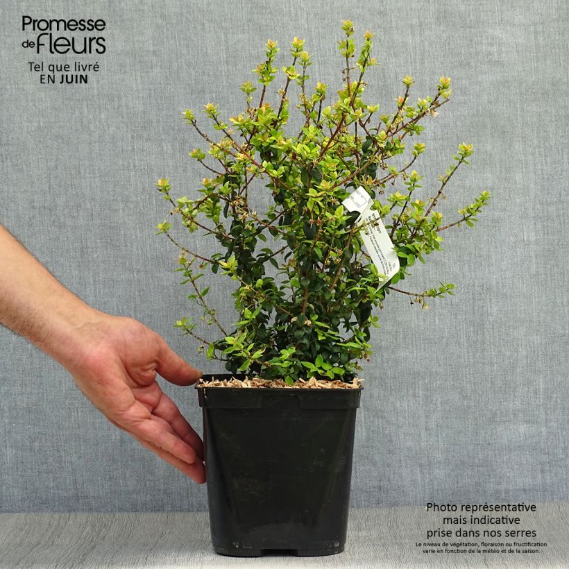 Exemplar von Myrtus ugni Butterball - Chilenische Guave Topf mit 2L/3L wie im Sommer geliefert