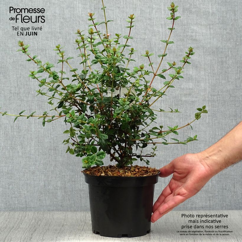 Exemplar von Myrtus ugni Elite - Chilenische Guave Topf mit 2L/3L wie im Sommer geliefert