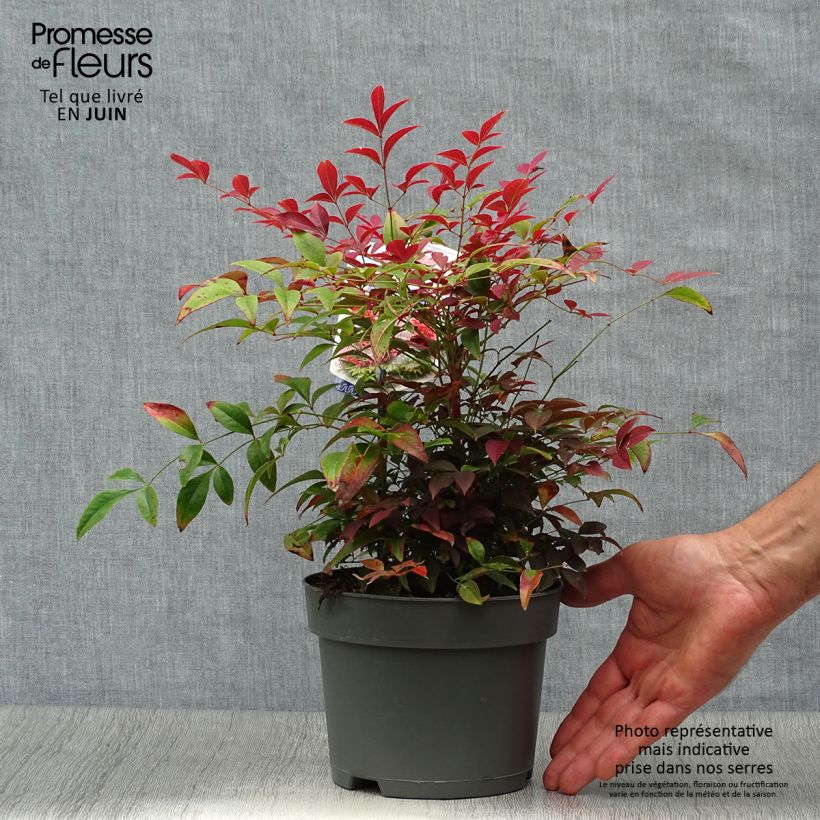 Exemplar von Nandina domestica Obsessed Seika - Himmelsbambus Topf mit 2L/3L wie im Sommer geliefert
