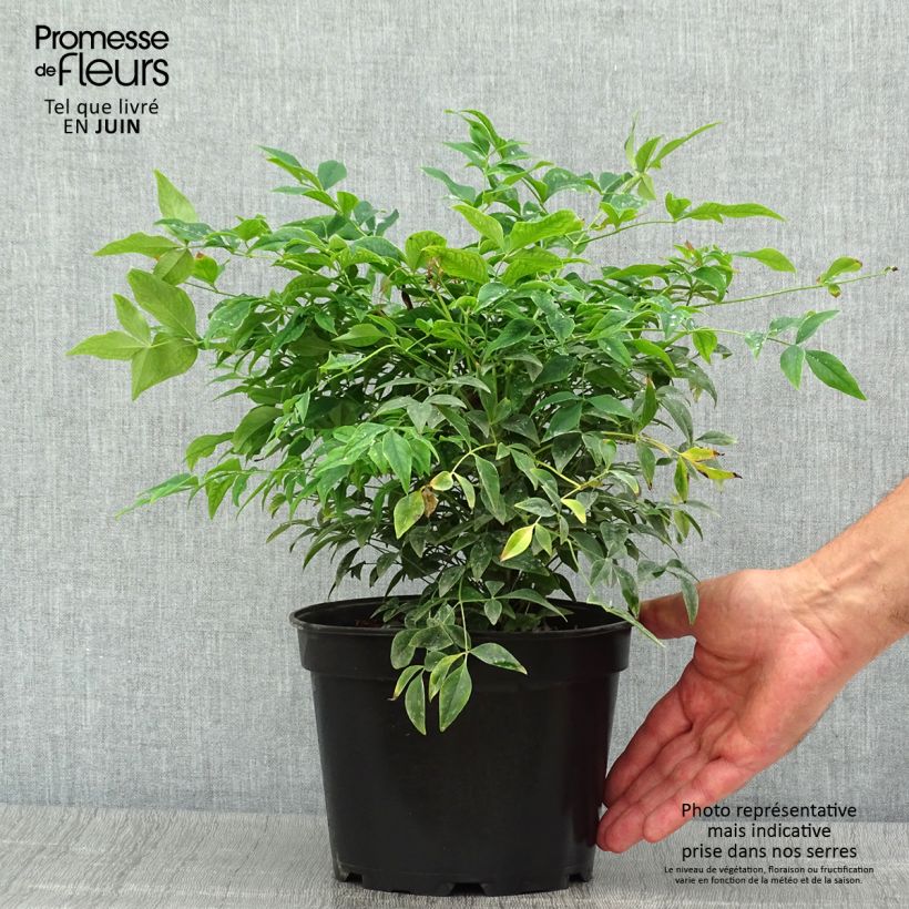 Exemplar von Nandina domestica Gulf Stream - Himmelsbambus Topf mit 2L/3L wie im Sommer geliefert