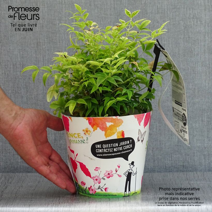 Exemplar von Nandina domestica Lemon and Lime - Himmelsbambus Topf mit 2L/3L wie im Sommer geliefert