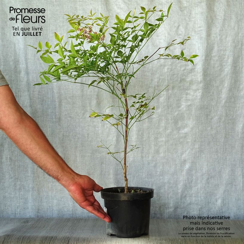 Exemplar von Nandina domestica Richmond - Himmelsbambus Topf mit 2L/3L wie im Sommer geliefert