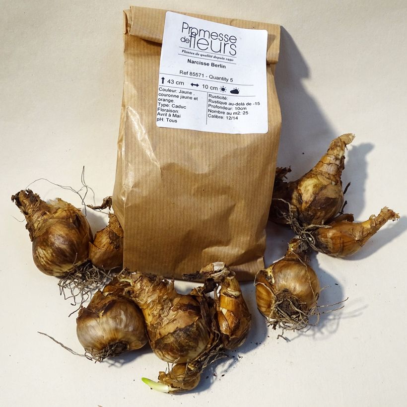 Beispiel eines Exemplars von Narcissus Berlin Zwiebel Kaliber/Größe 12+ wie geliefert