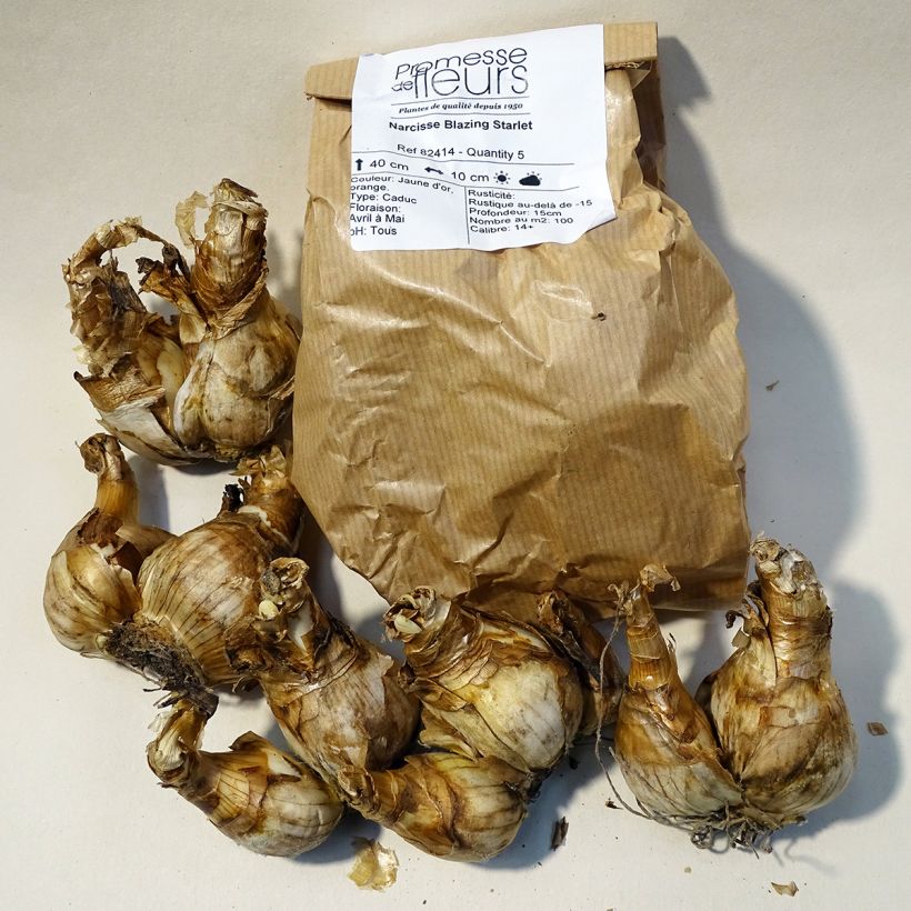 Beispiel eines Exemplars von Narcissus Blazing Starlet Zwiebel Kaliber/Größe 14+ wie geliefert