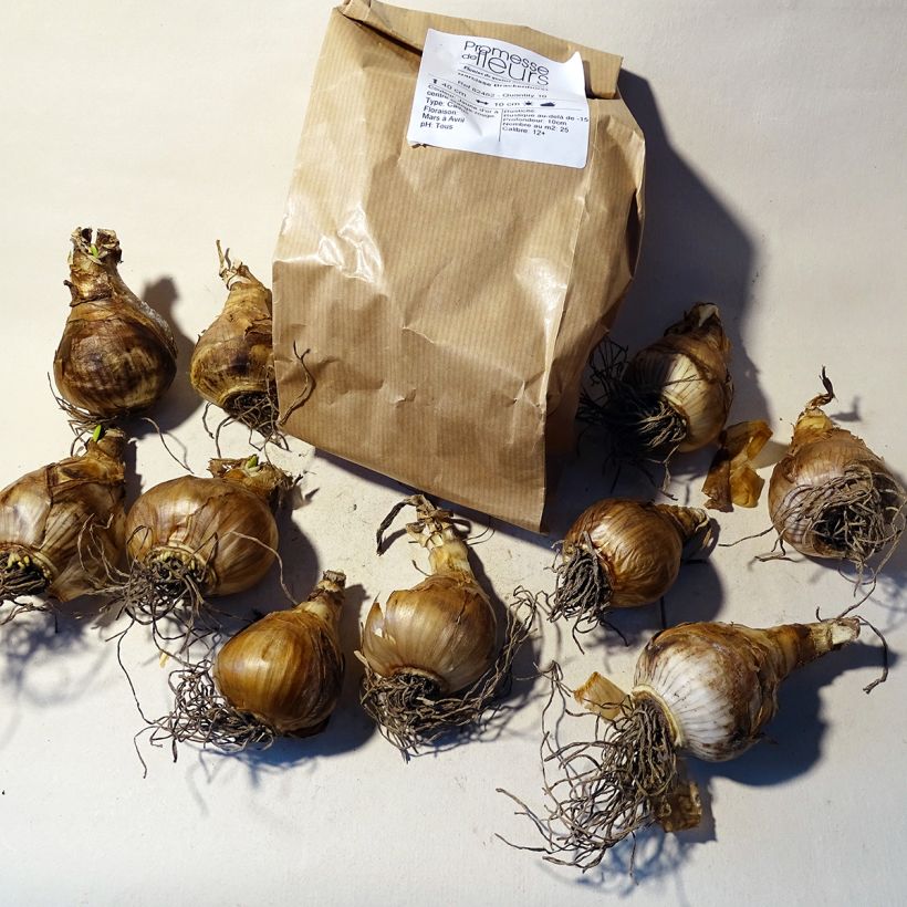 Beispiel eines Exemplars von Narcissus Brackenhurst Zwiebel Kaliber/Größe 12+ wie geliefert