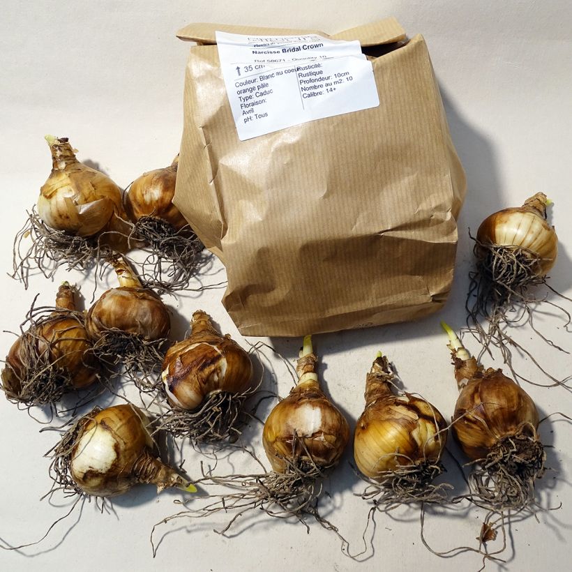 Beispiel eines Exemplars von Narcissus tazetta Bridal Crown Zwiebel Kaliber/Größe 14/16 wie geliefert