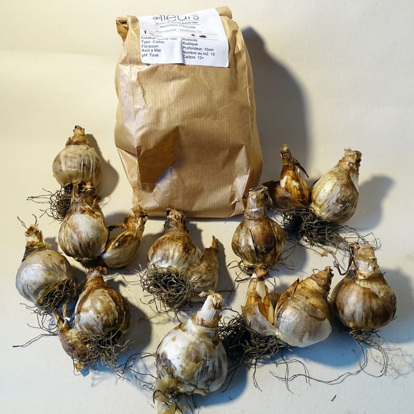 Beispiel eines Exemplars von Narcissus Cassata Zwiebel Kaliber/Größe 12+ wie geliefert