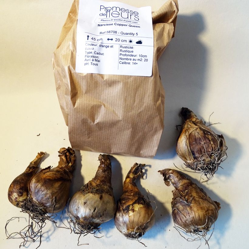 Beispiel eines Exemplars von Narcissus Copper Queen Zwiebel Kaliber/Größe 12+ wie geliefert
